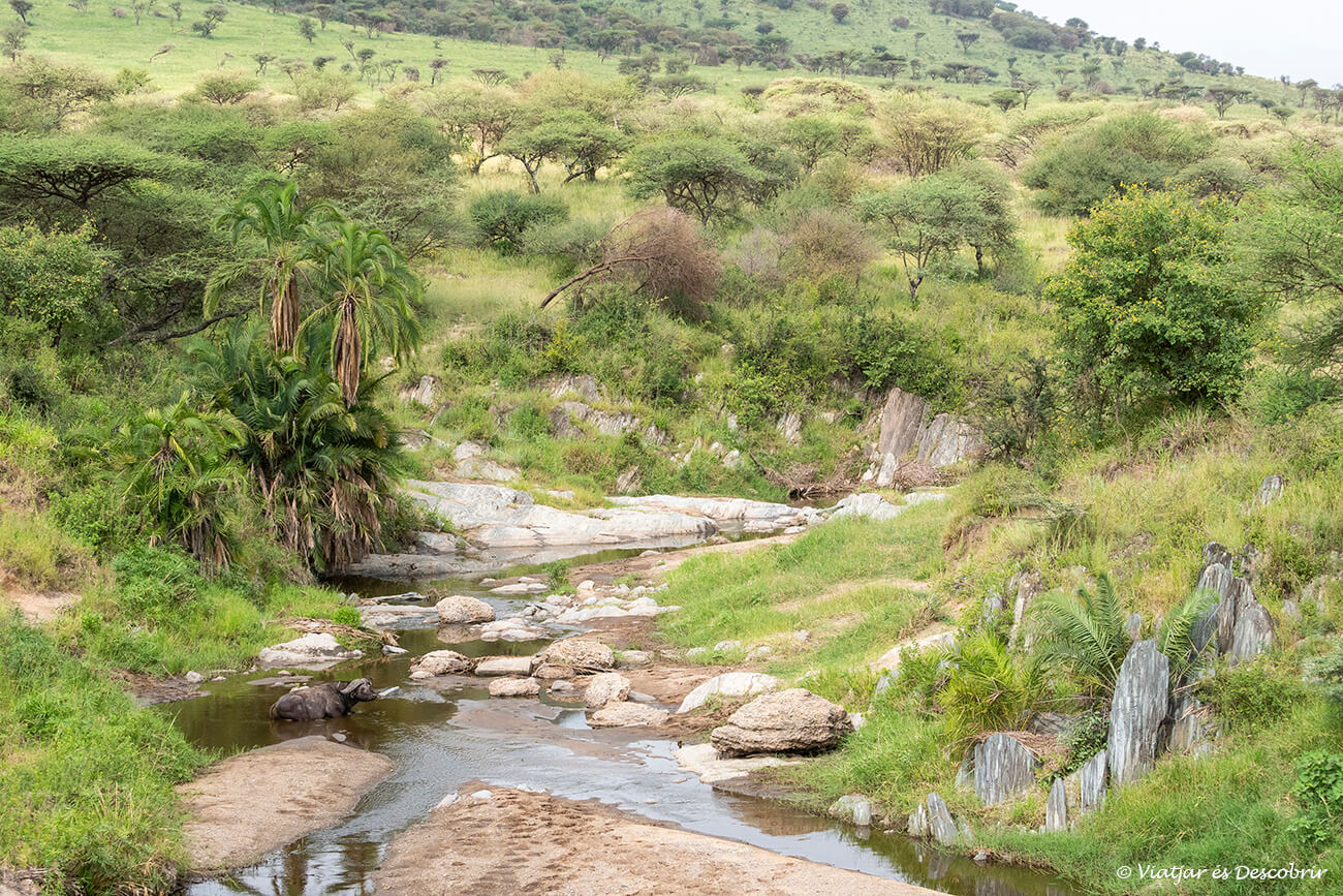 Paesaggio della Tanzania settentrionale con un fiume e un bufalo che vi riposa