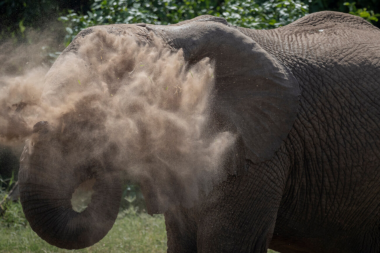 Un elefante che si rinfresca con la terra a Lake Manyara
