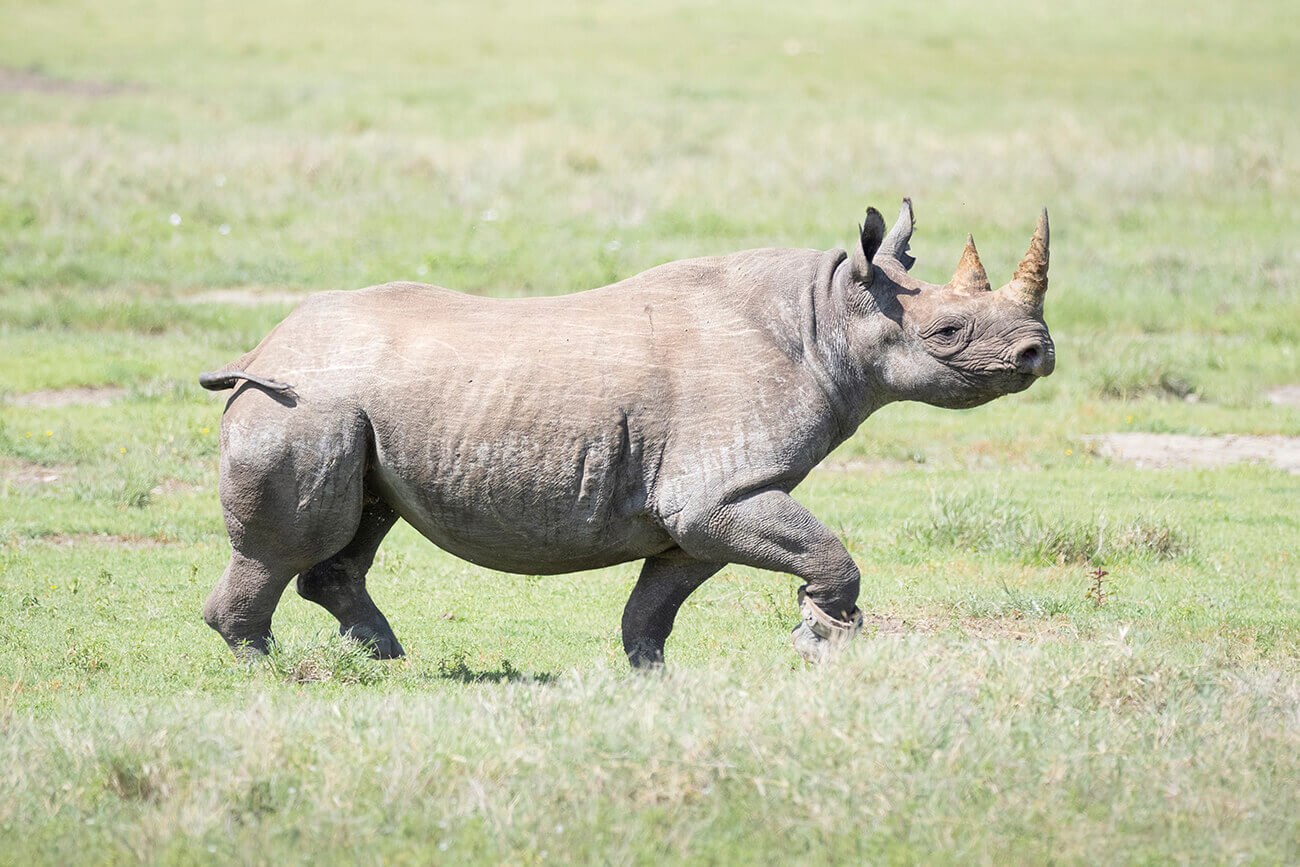 Un rinoceronte nero nel Cratere Ngorongoro