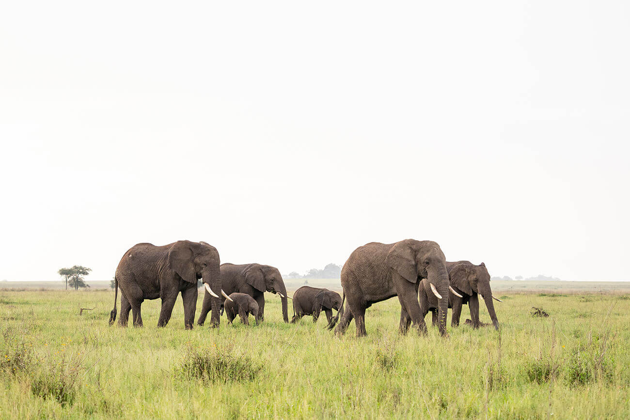 Un gruppo di elefanti attraversa le pianure del Serengeti