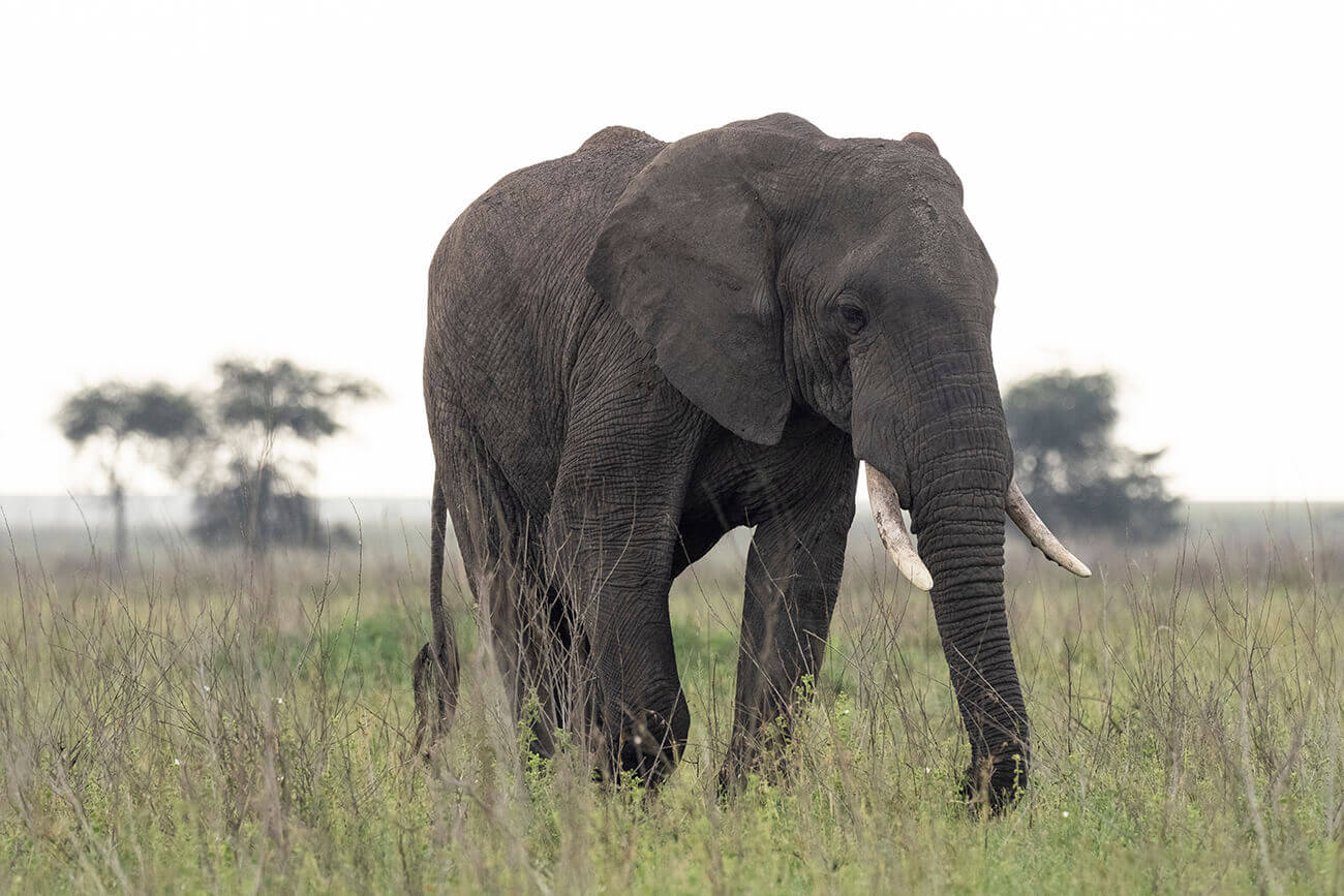 Elefante che cammina attraverso il Serengeti in cerca di cibo