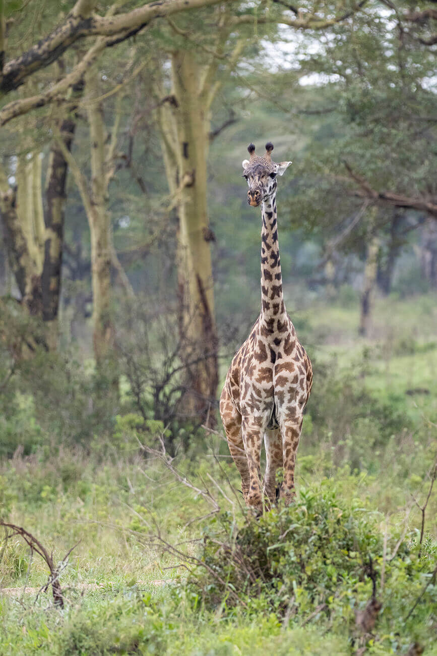 Una giovane giraffa vicino a un campeggio all'interno di un parco nazionale tanzaniano