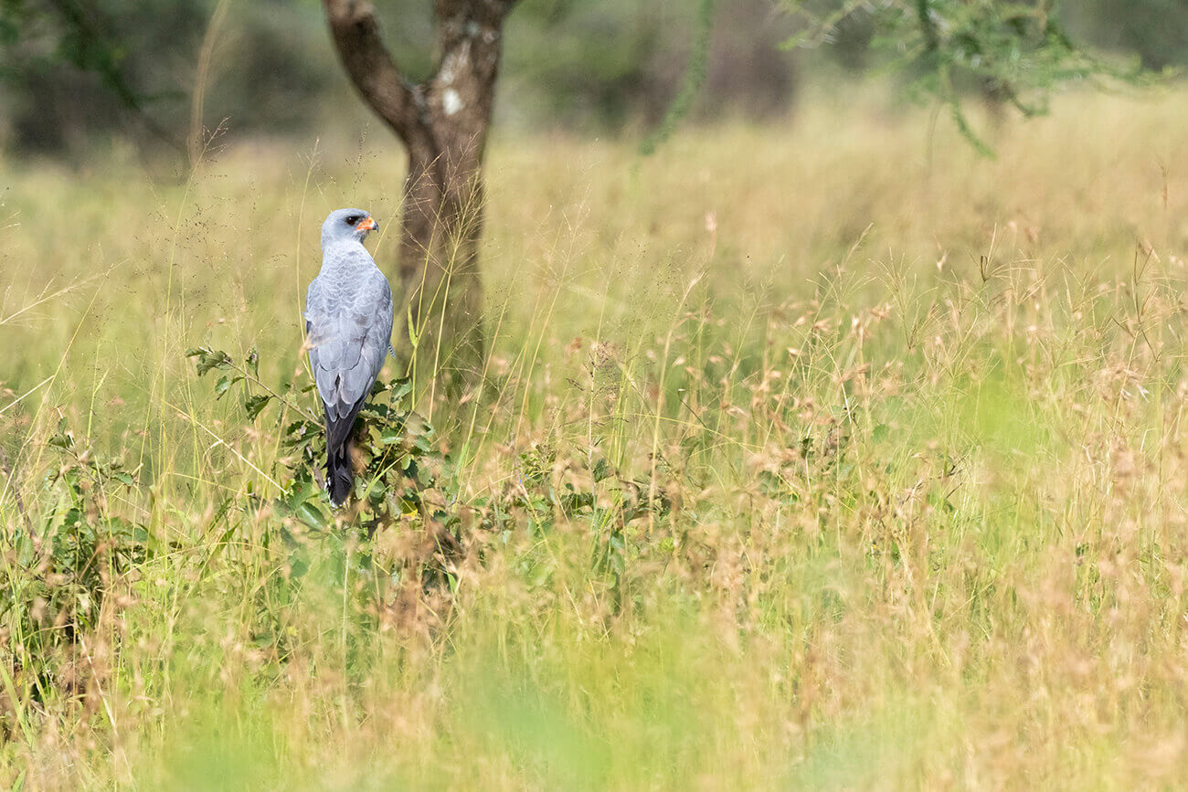 Un'aquila tra i cespugli del Serengeti