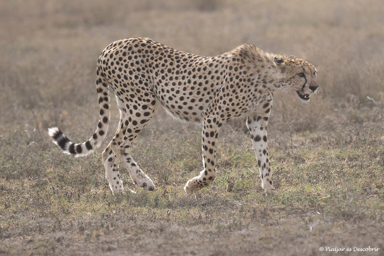 Vedere un ghepardo che cammina attraverso la savana africana è uno dei momenti più attesi di un safari in Tanzania con un'Agenzia Locale