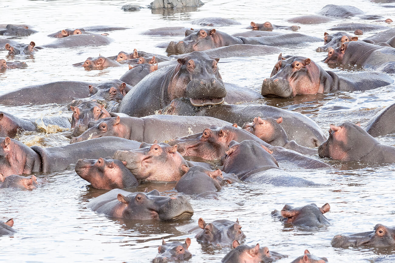 Un grande gruppo di ippopotami in un fiume del Serengeti durante un safari con un'Agenzia Locale della Tanzania
