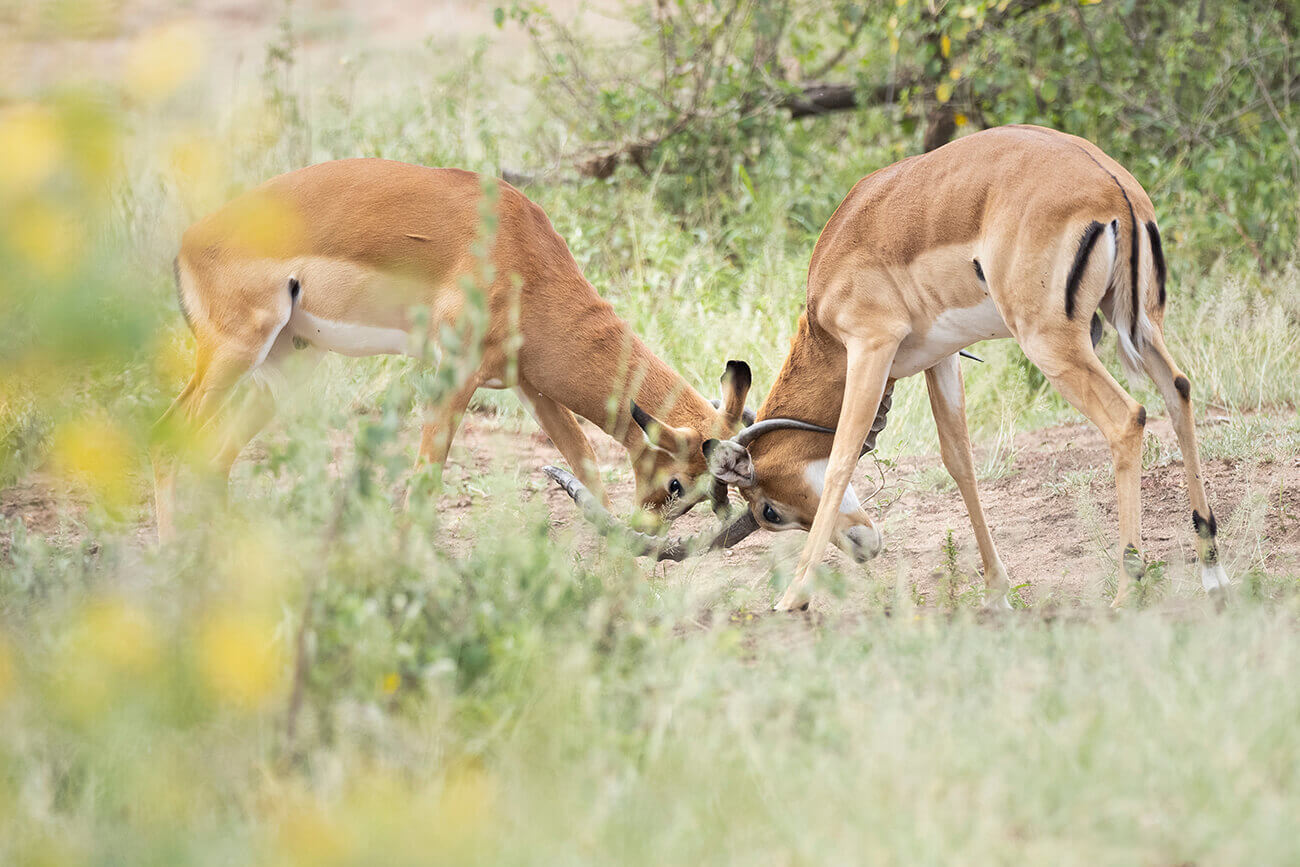 Due giovani impala che si affrontano nella savana tanzaniana