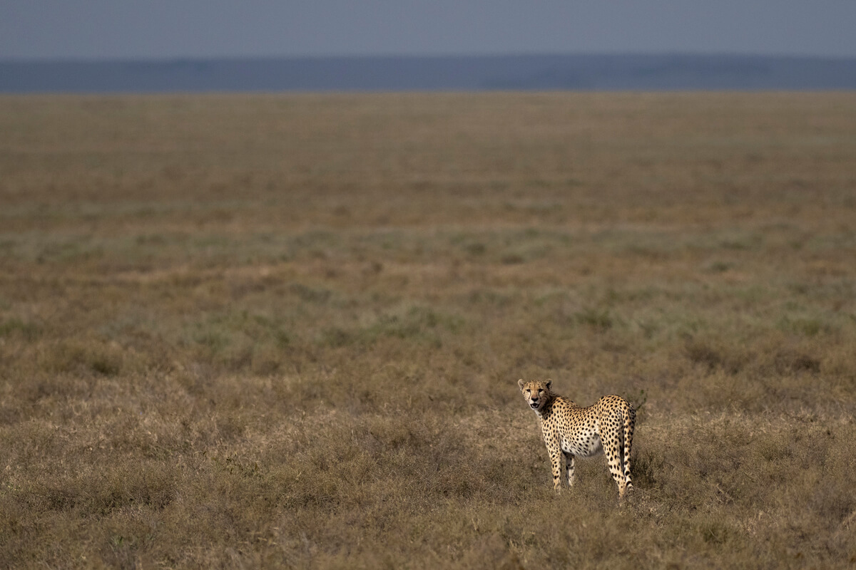 L’une des scènes les plus attendues lors d’un safari en Tanzanie : voir un guépard comme celui-ci marcher ou courir à travers la savane africaine
