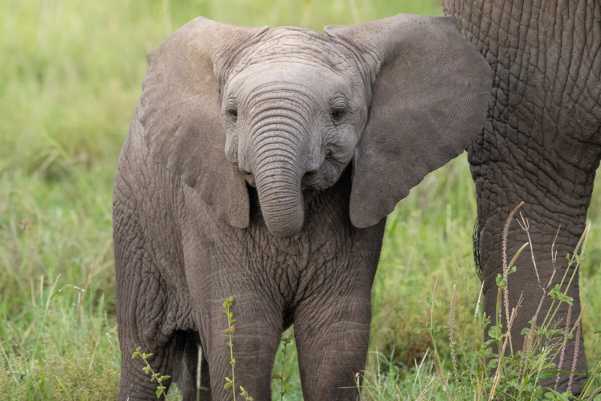 Un éléphanteau photographié dans la zone centrale du parc national du Serengeti