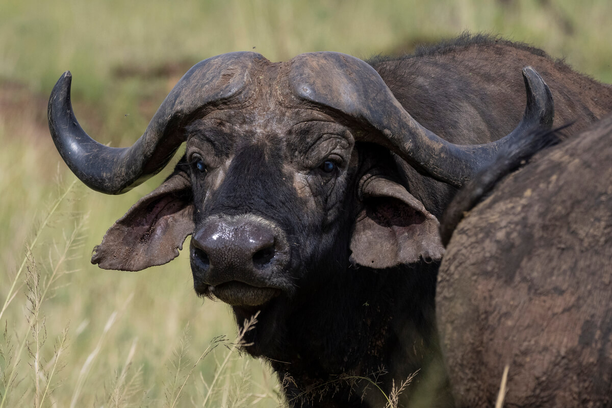 Gros plan sur un buffle, l'un des célèbres Big Five d'Afrique