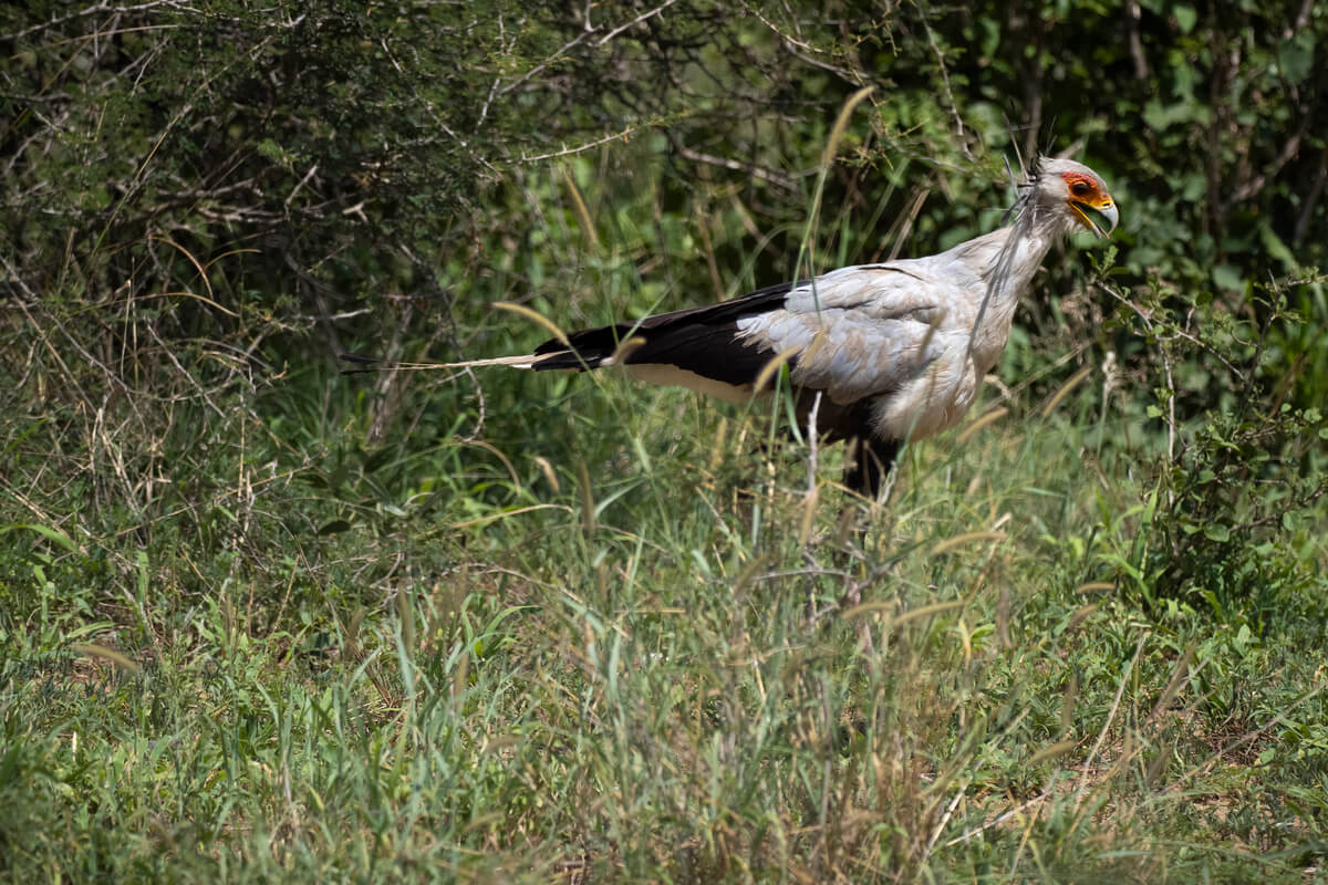 Uccello segretario nel Parco Nazionale del Tarangire in Tanzania