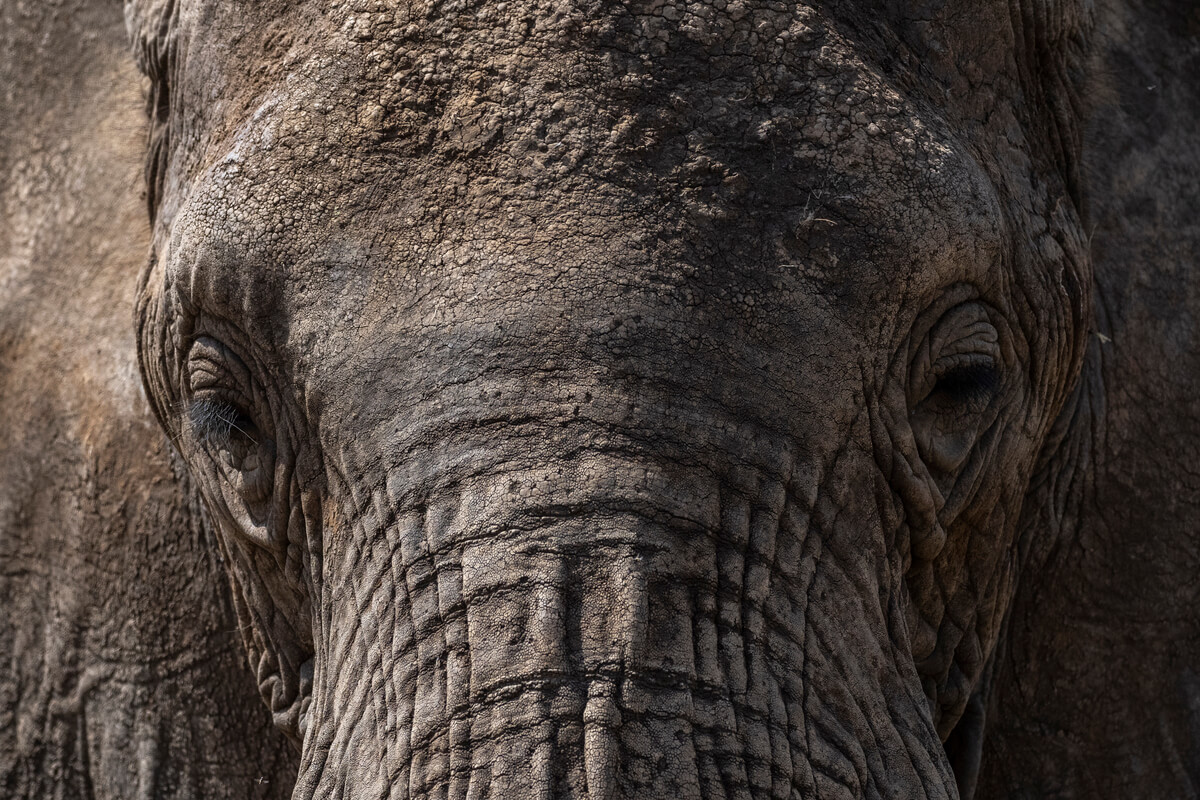 Primo piano di un elefante che cammina verso l'auto durante un safari in Tanzania
