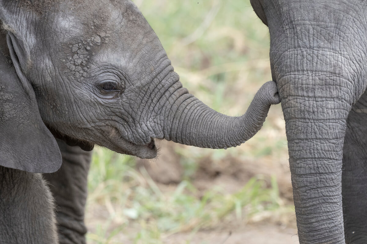 Elefanti che giocano durante un safari in Tanzania