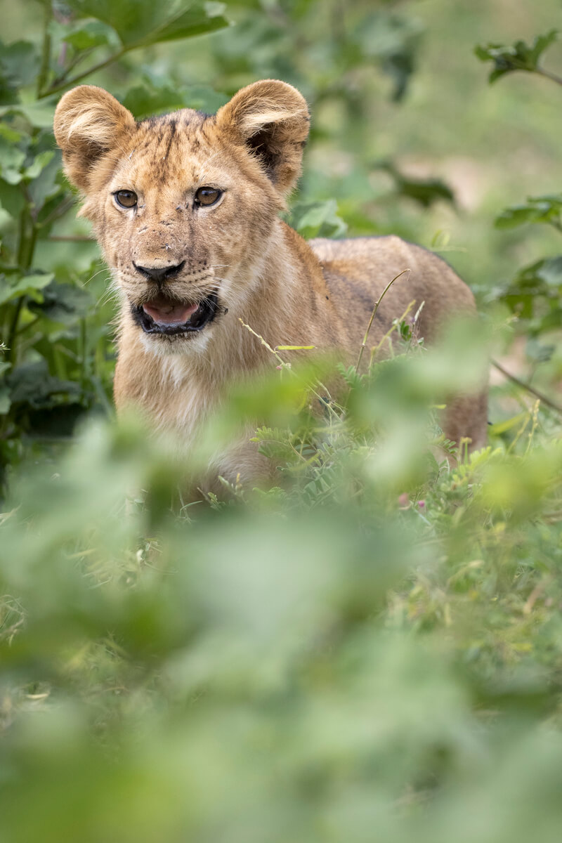 Primo piano di un cucciolo di leone nel Parco Nazionale del Tarangire in Tanzania