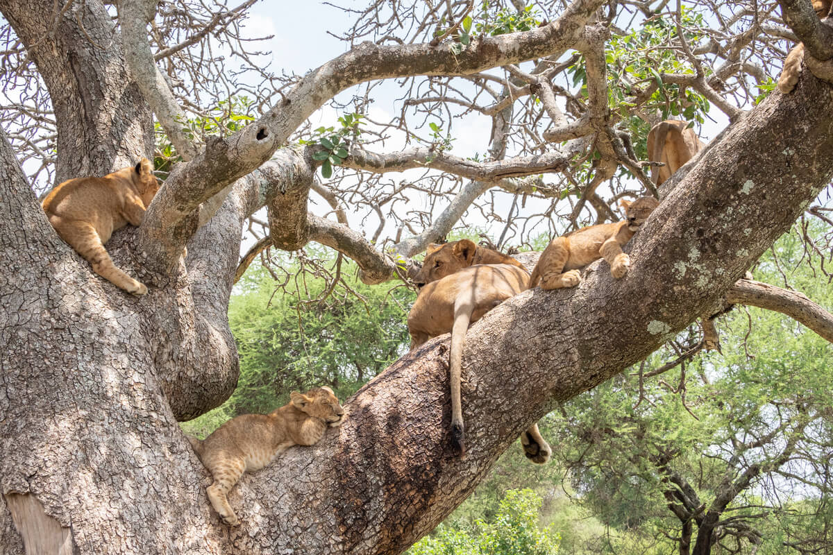 Un gruppo di leoni arrampicatori che dorme su un albero vicino al fiume Tarangire durante un safari in Tanzania