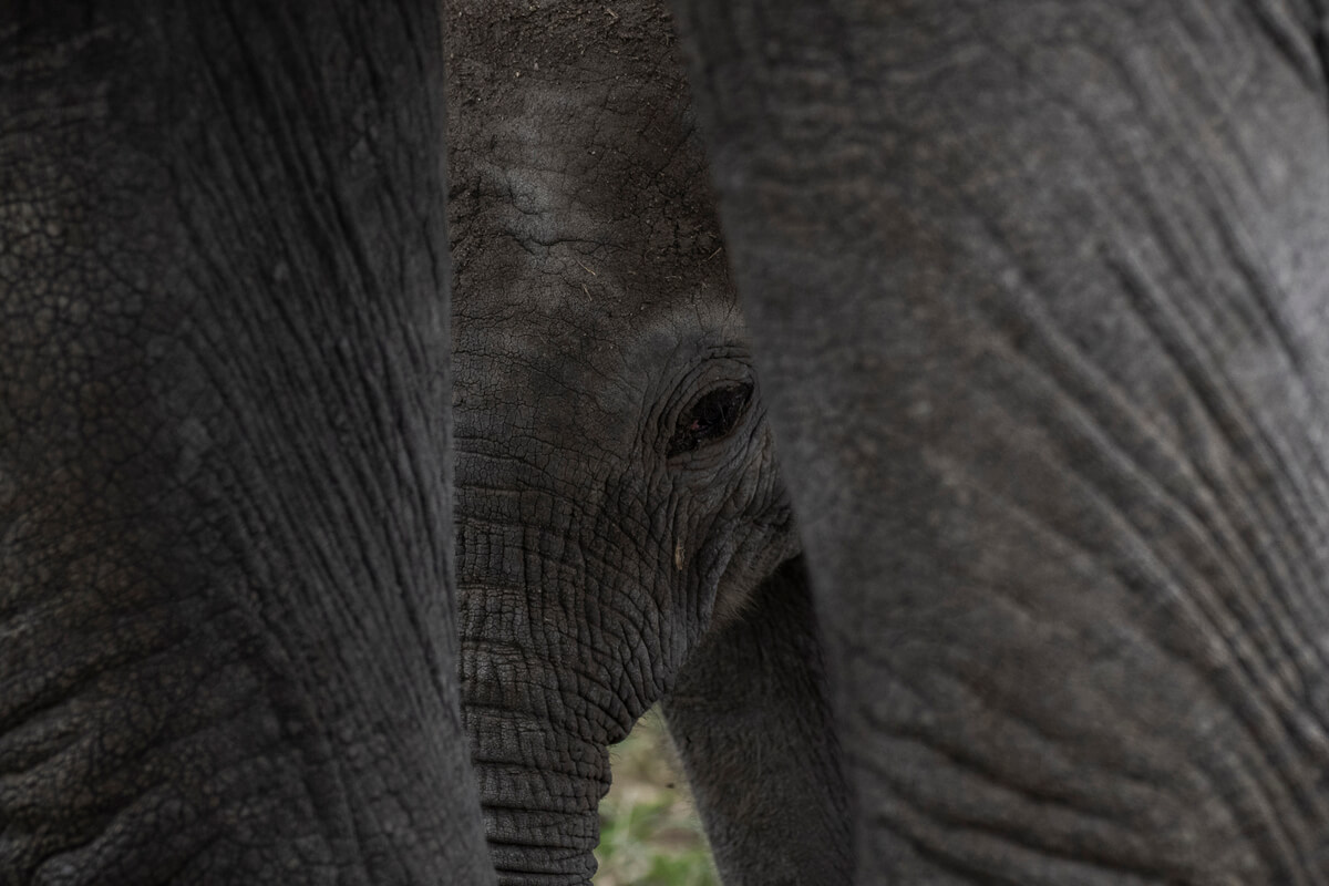Un cucciolo di elefante che si nasconde tra le gambe della madre durante un safari