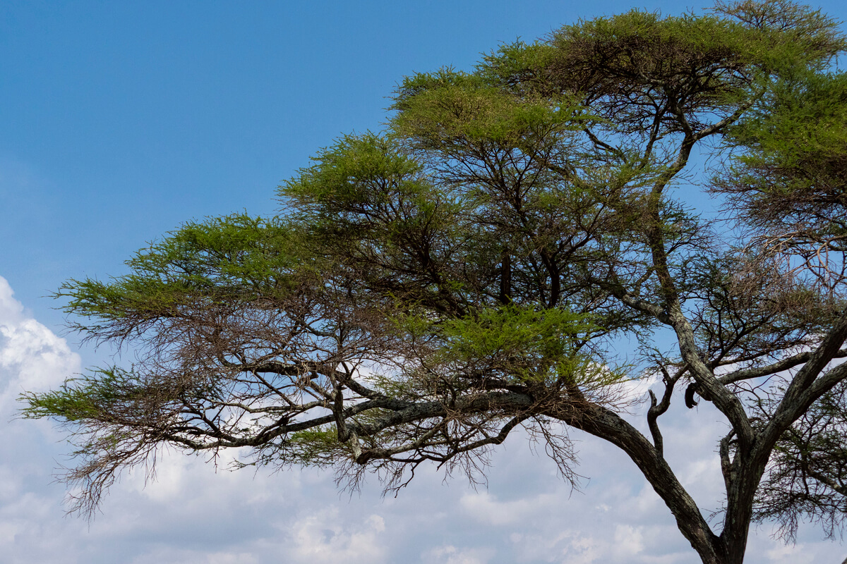 Dettagli della vegetazione, nuvole e cielo blu nel Tarangire, Tanzania
