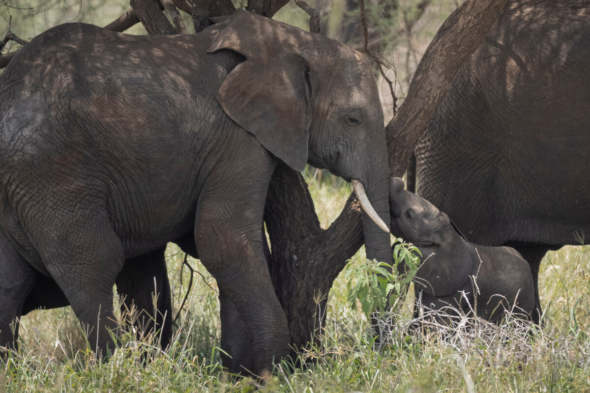 Un cucciolo di elefante che interagisce con la madre, fotografato durante un safari nel Parco Nazionale del Tarangire.