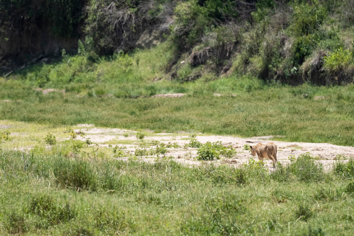 Scena di una leonessa durante un safari nel Tarangire