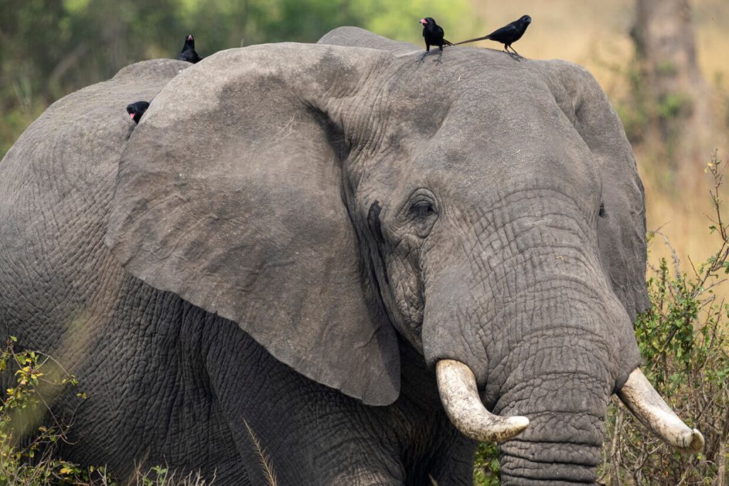How to visit Murchison Falls National Park (Uganda)