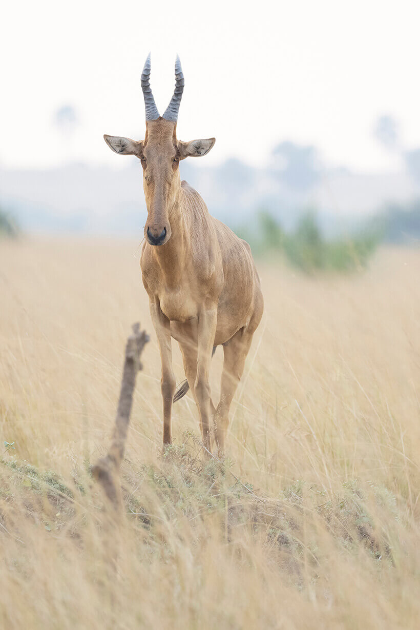 After seeing rhinos at Ziwa Rhino Sanctuary Uganda, entering Murchison Falls National Park is a great way to end the day.