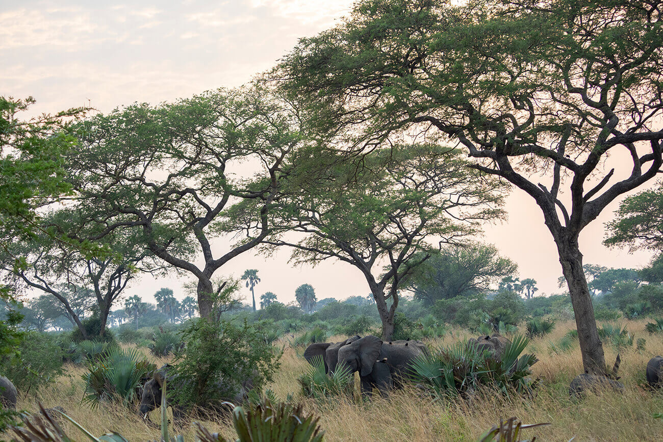 The evening light and a group of elephants in the Ugandan savannah