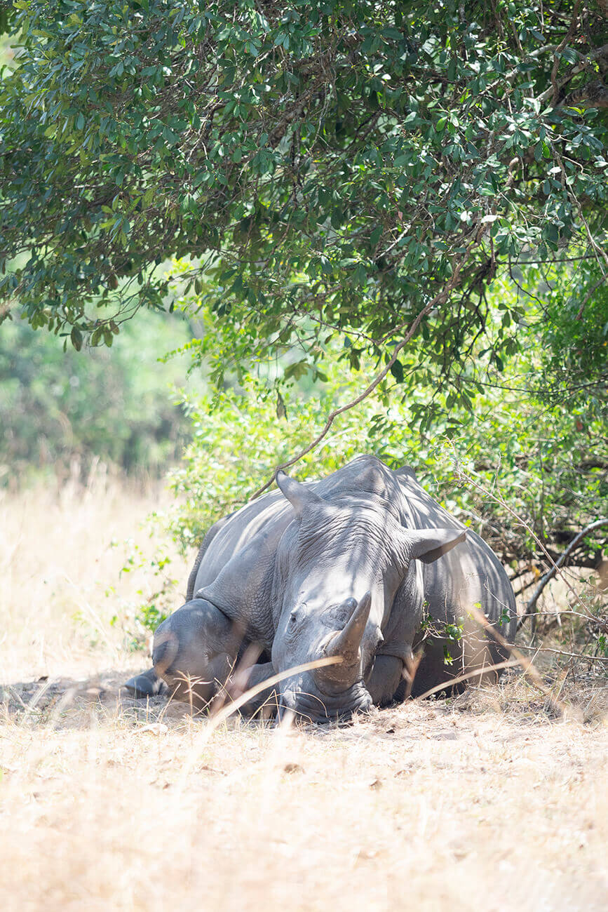 Rhino lying down at Ziwa Rhino Sanctuary Uganda