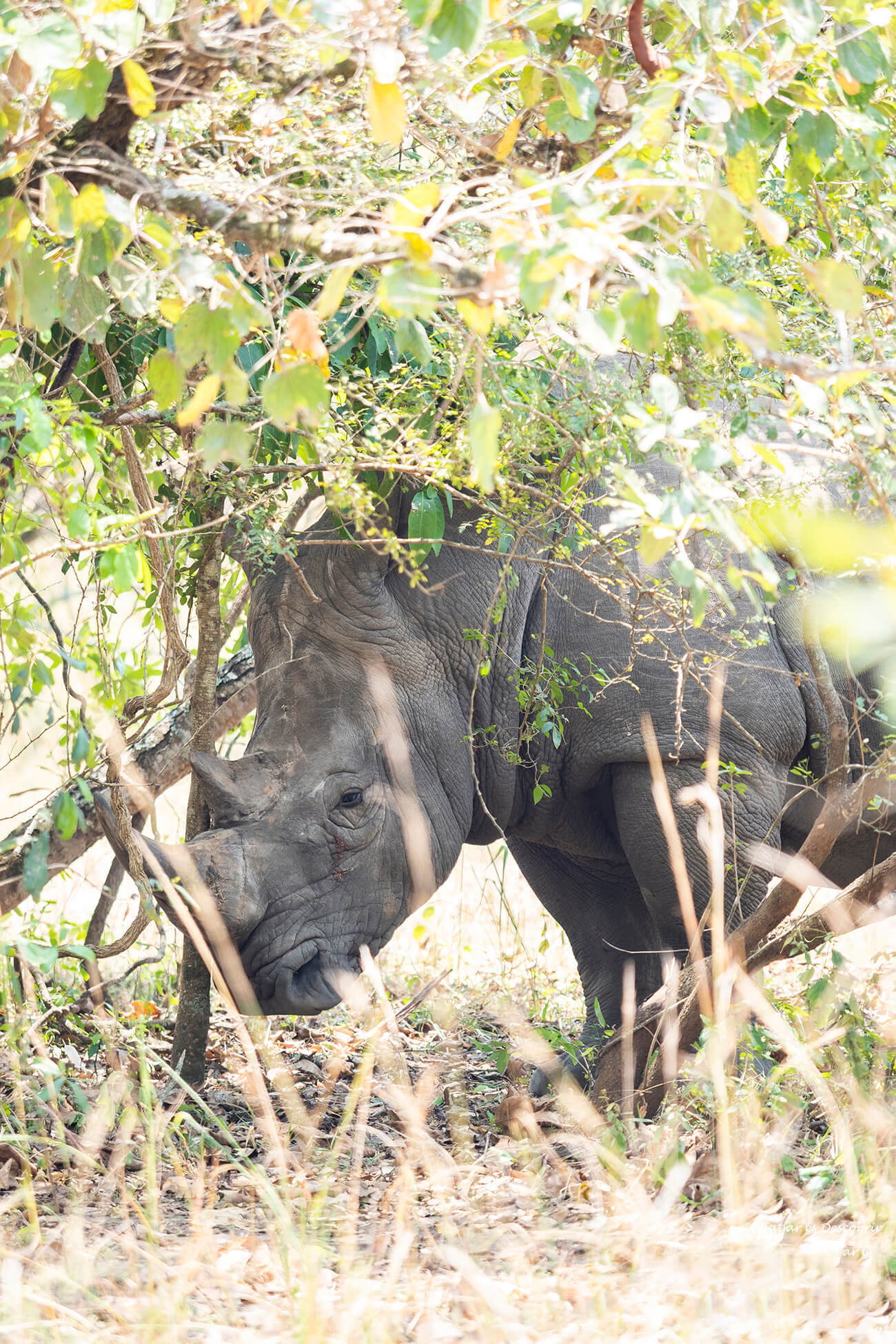 Most of the rhinos were lying down, but this adult male stood up for a short while
