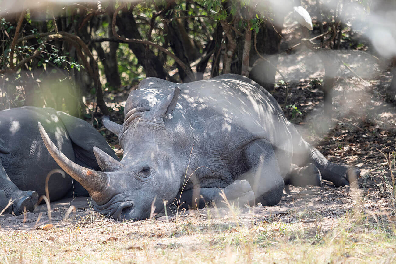 Ziwa Rhino Sanctuary a Uganda