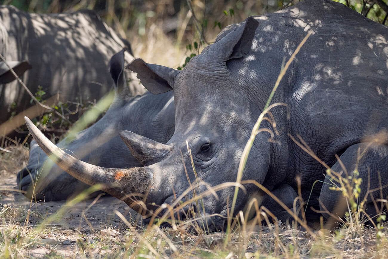 Seeing rhinos on foot at Ziwa Rhino Sanctuary Uganda is a truly memorable experience.