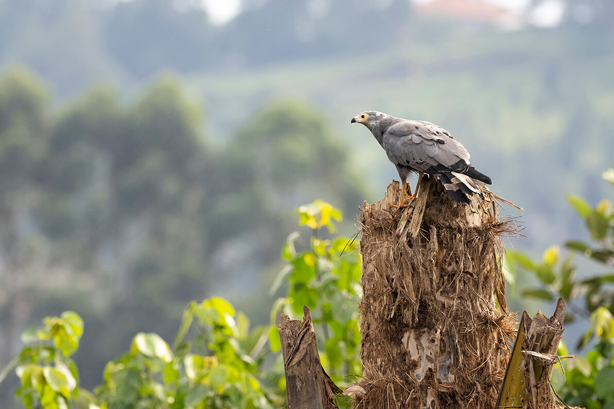 An eagle spotted from the ViaVia Entebbe hotel.