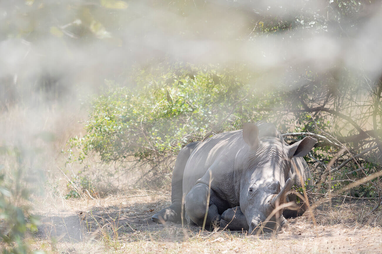 An adult rhino lying in the shade of a tree during the hottest hours of the day.