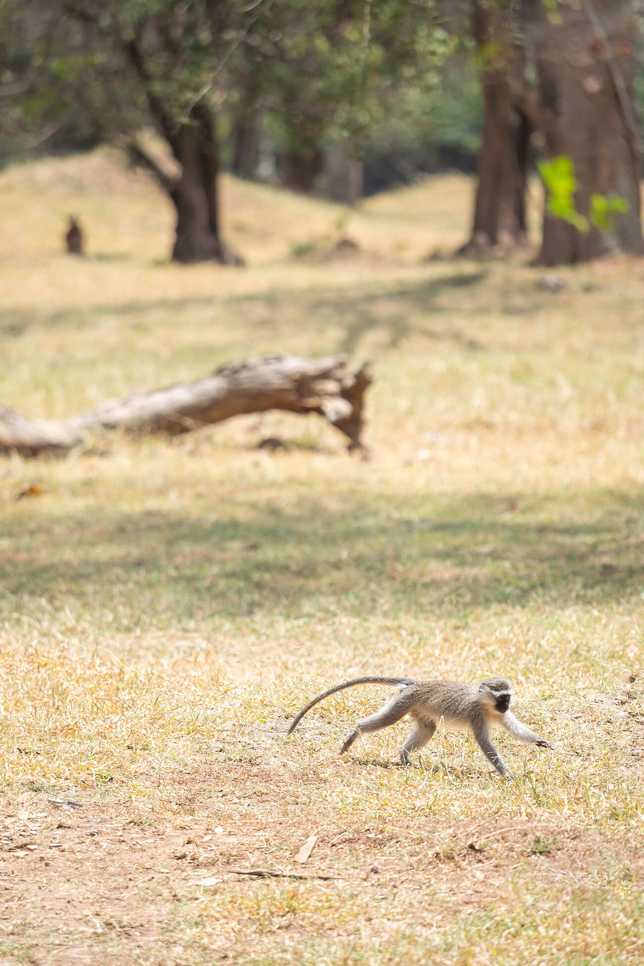 A monkey running inside the Ziwa Rhino Sanctuary Uganda