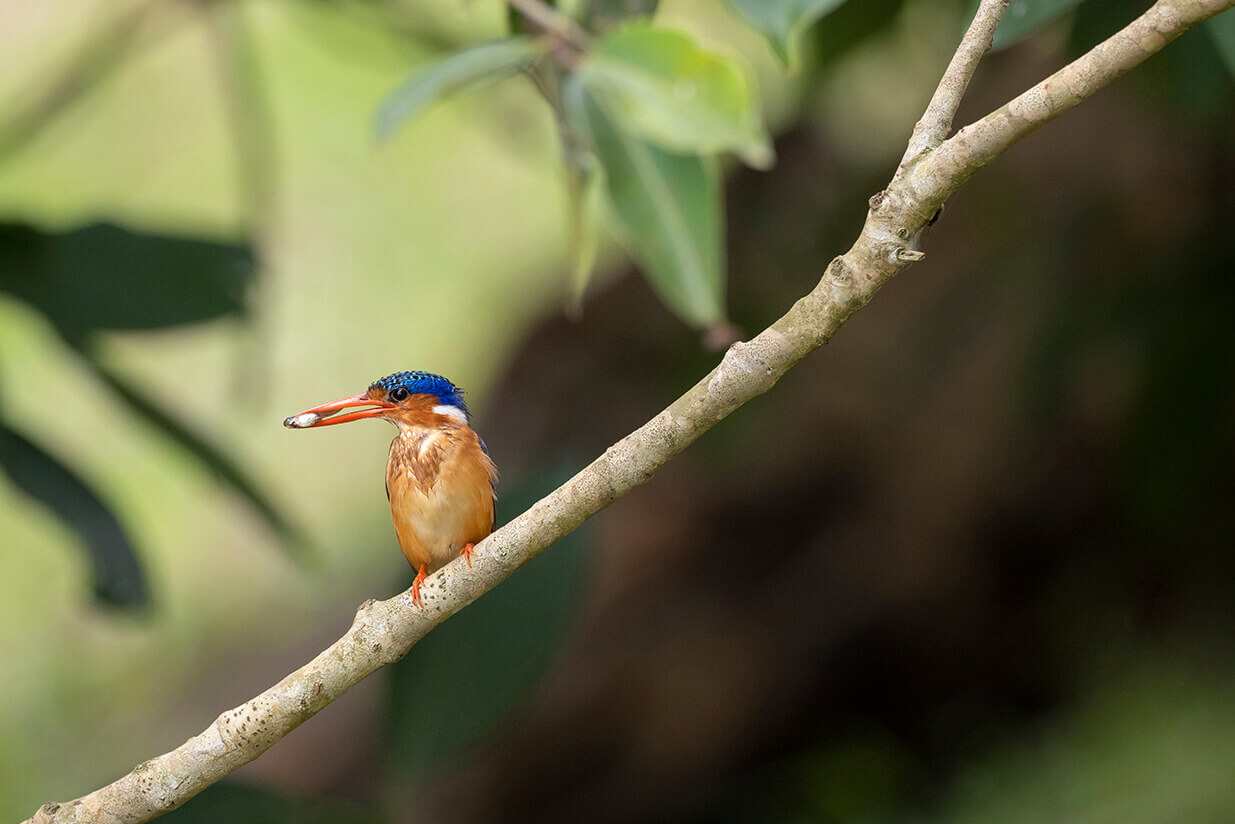 Kingfishers are some of the most interesting birds in Uganda, with several different species found throughout the country.
