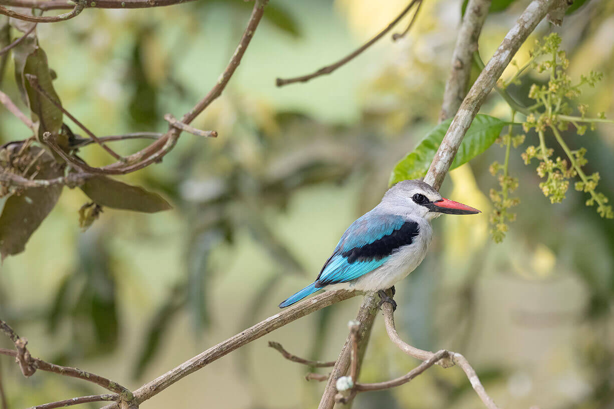 Uganda is home to many bird species that can be seen throughout the country.