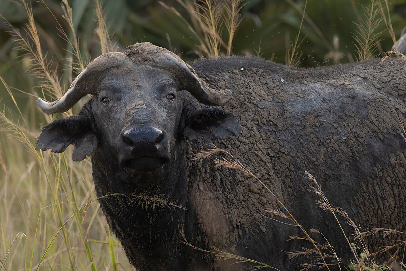 A buffalo bathed in the warm light of a Ugandan sunset