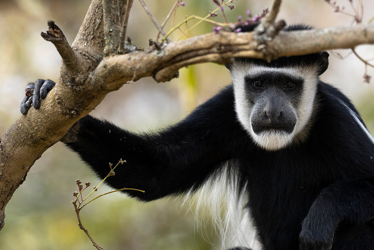 A black-and-white colobus monkey in the forest of Murchison Falls National Park