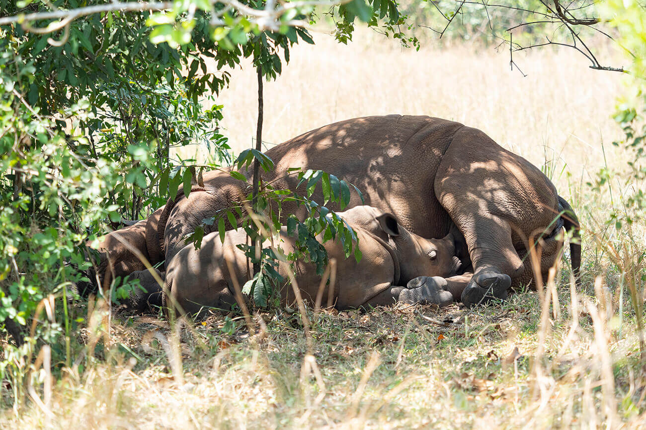 A small rhino lying down seeking the protection of its mother at Ziwa Rhino Sanctuary Uganda