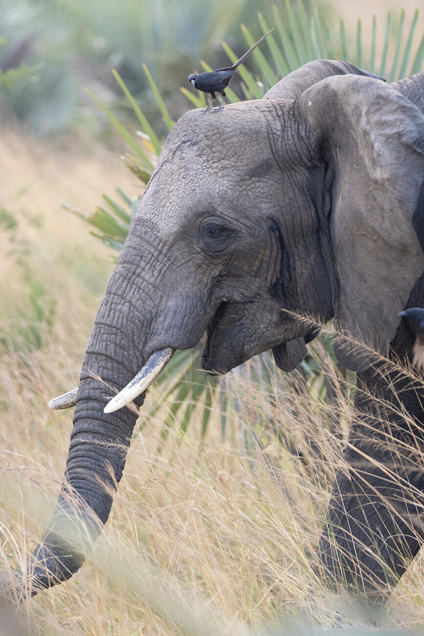 An elephant during a safari in Uganda
