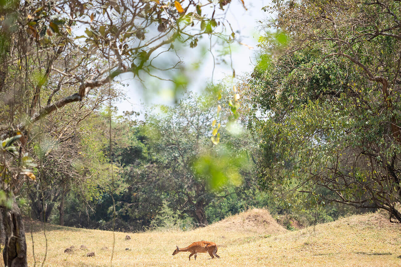 Within Ziwa Rhino Sanctuary Uganda, other mammals can also be seen, but there are no predators in the reserve.