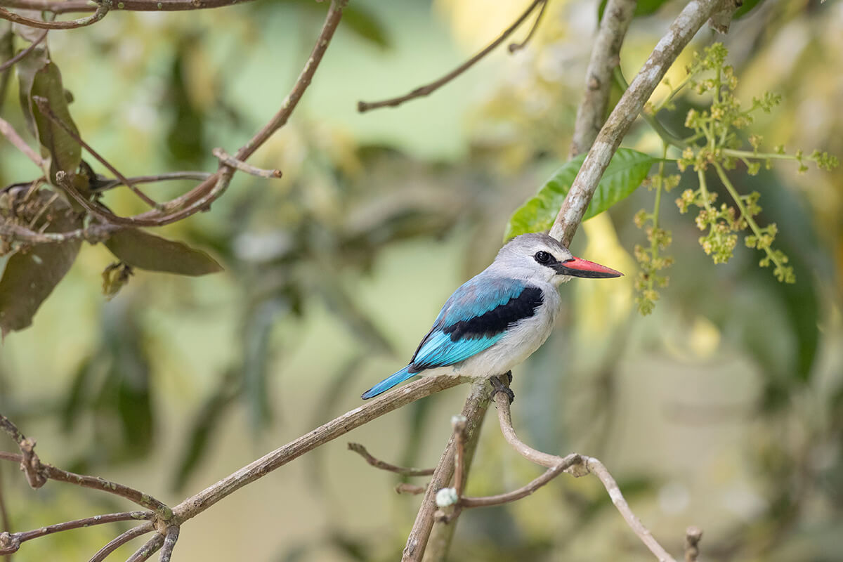 small kingfisher bird near a river in Uganda