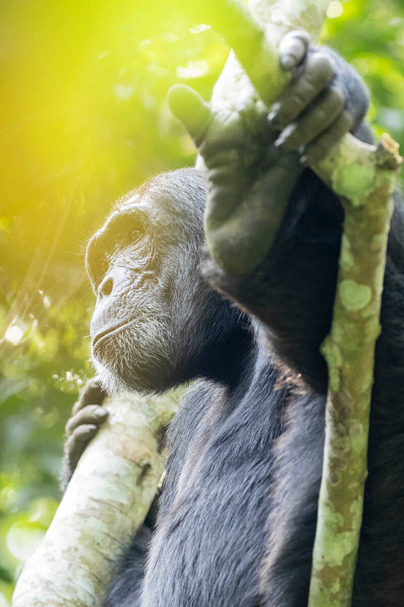 When budgeting for a trip to Uganda, it's essential to include all permit and entrance fees—like the trekking permit to see chimpanzees, such as the ones in this photo
