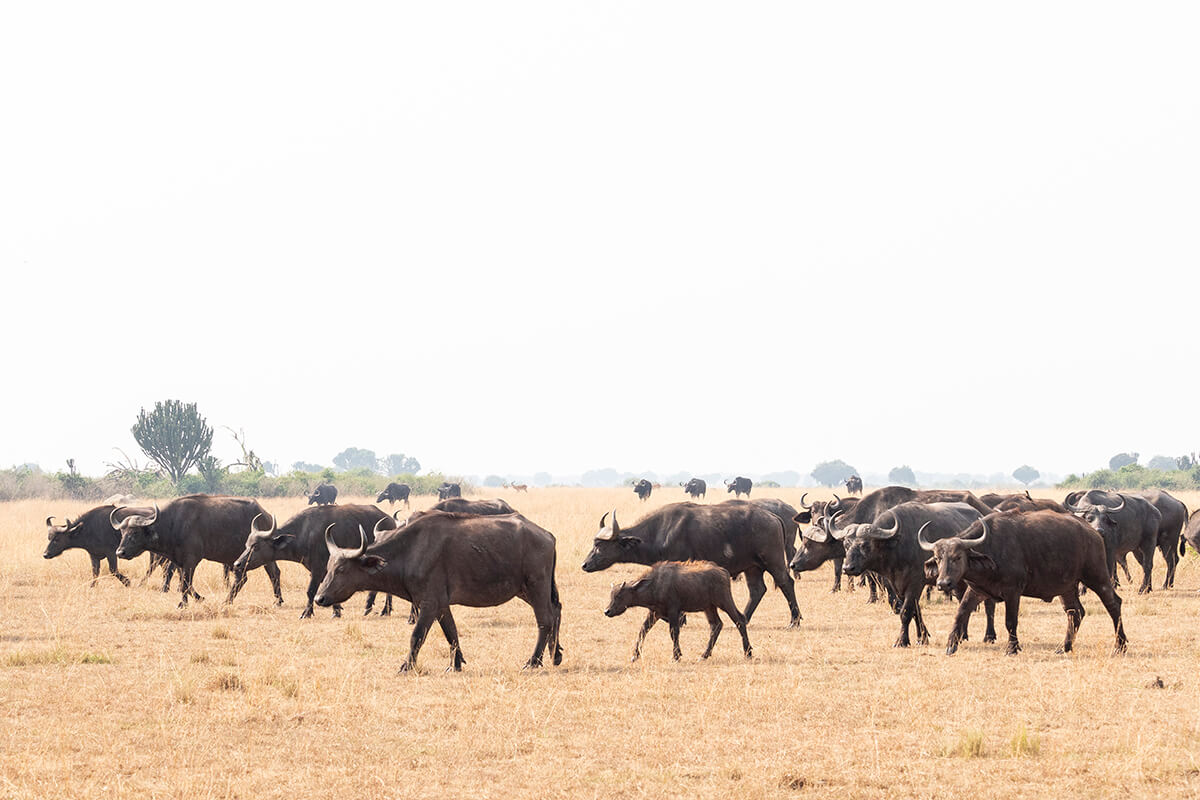 A herd of buffaloes in Queen Elizabeth National Park during a safari with the local agency guide