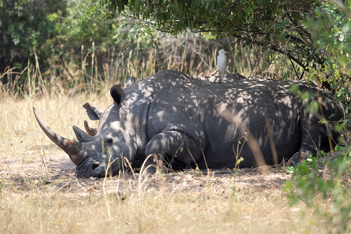 The only rhinos in Uganda are found in the Ziwa Rhino Sanctuary