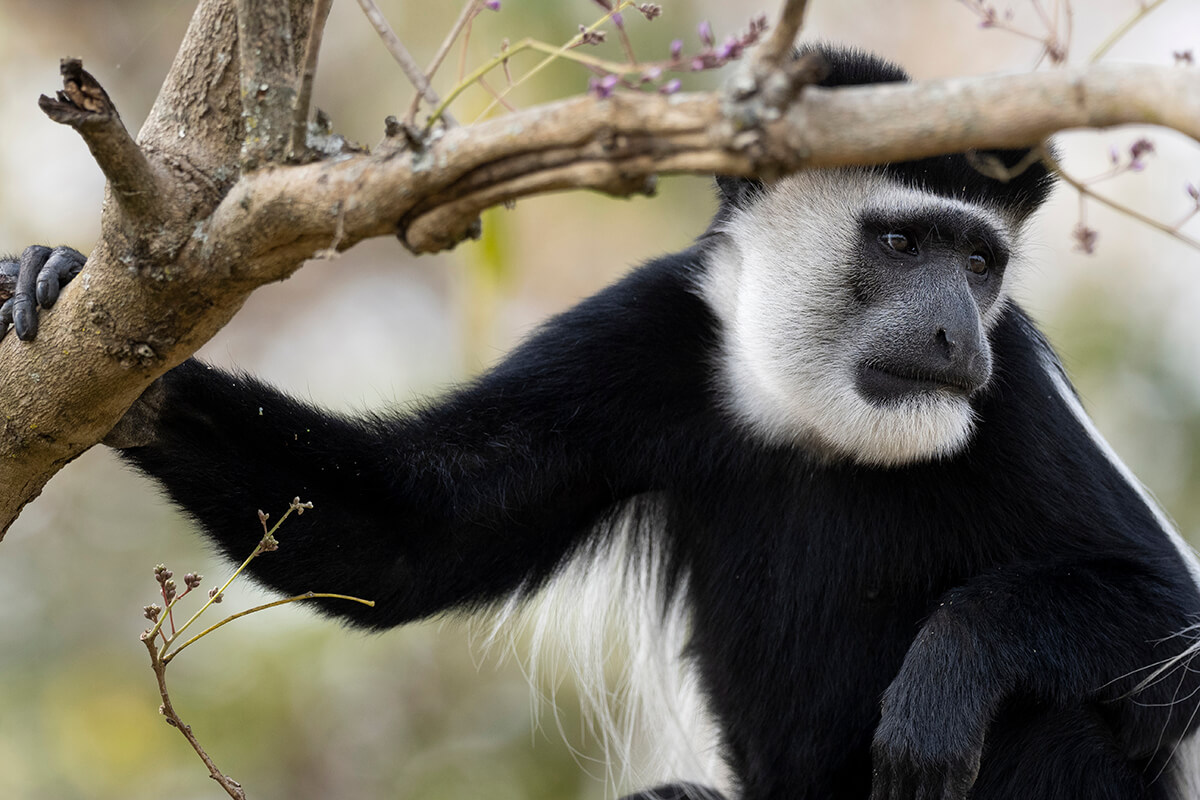 One of the various primate species that can be seen in Uganda’s forests
