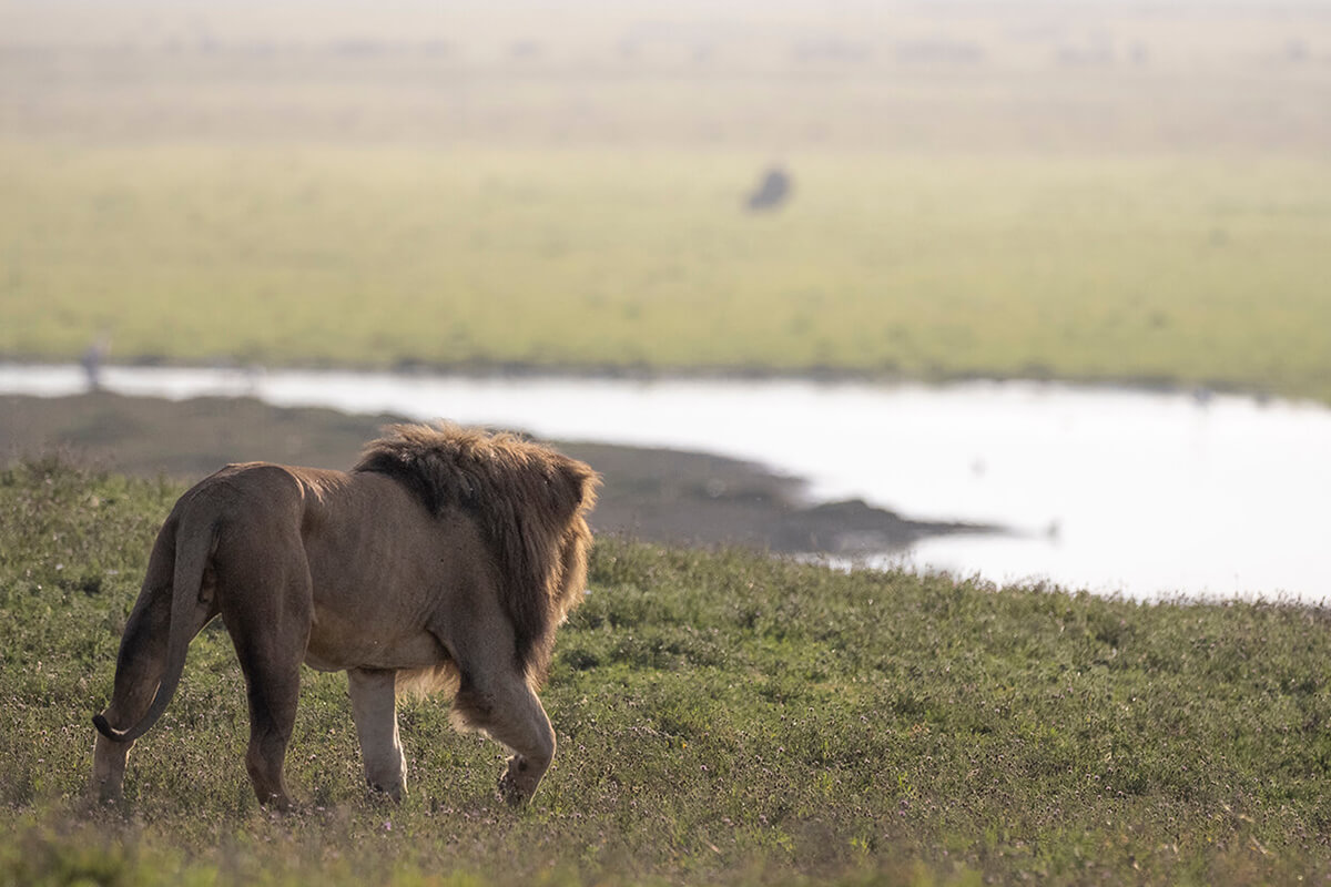 un leone che cammina nel cratere di Ngorongoro durante l'alba