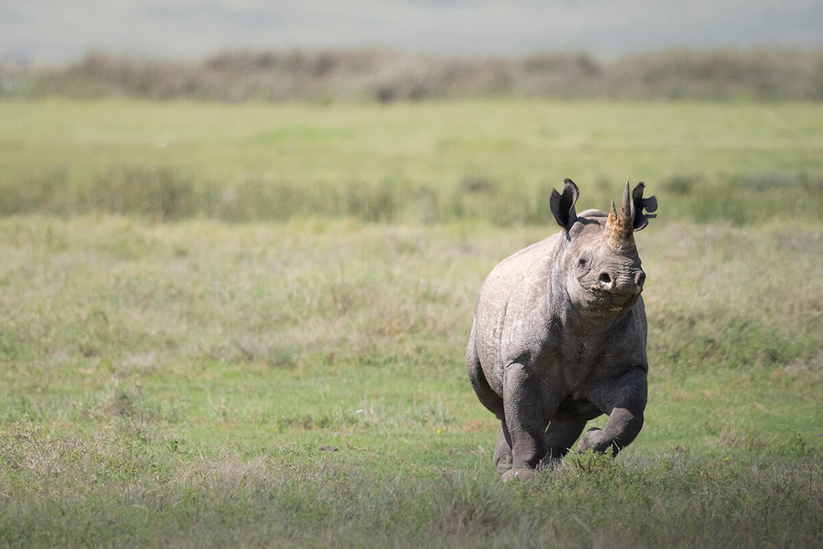 scegliere tra le migliori agenzie per viaggiare in Tanzania è un passo molto importante nella preparazione di un safari con agenzie locali