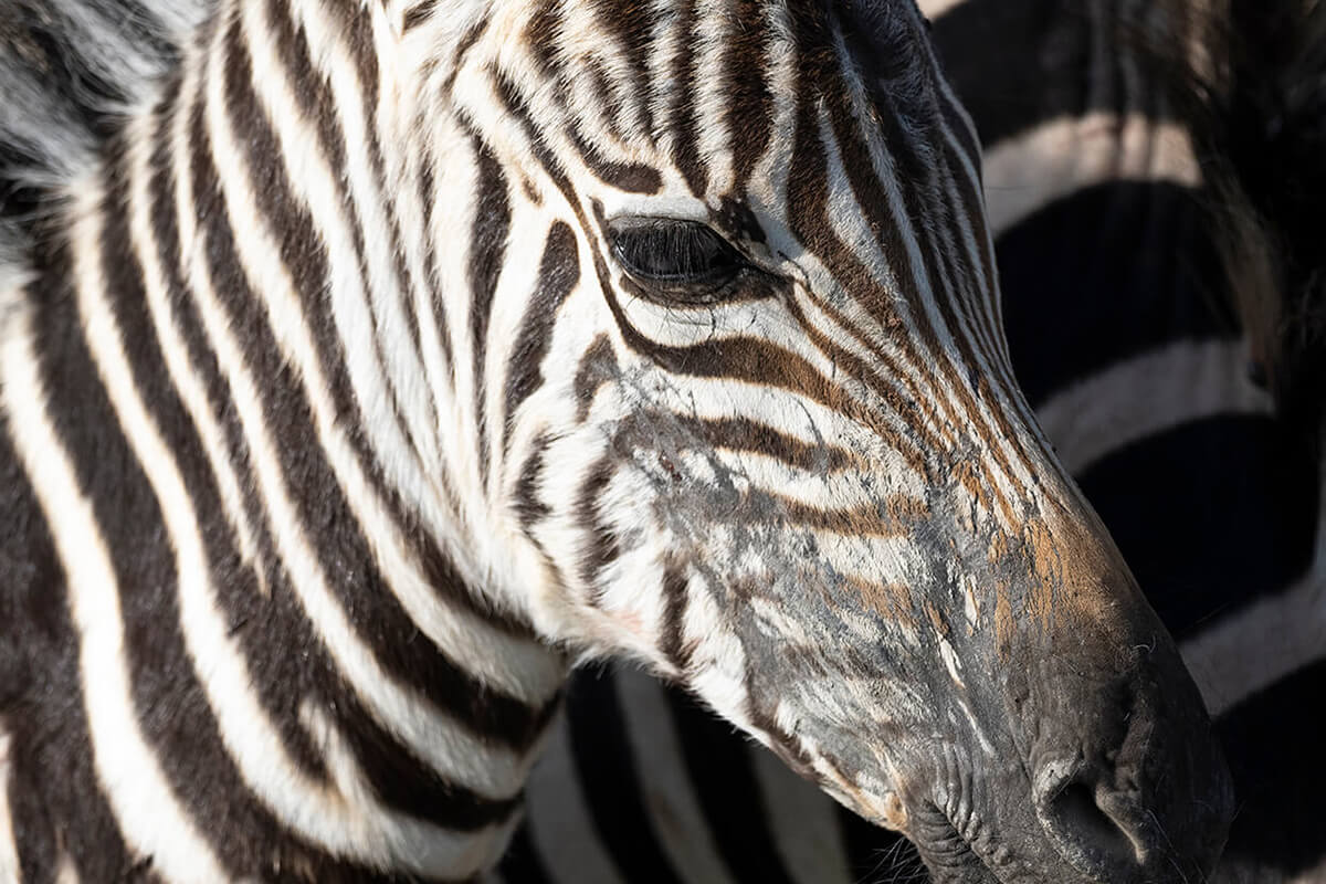 zebra in safari