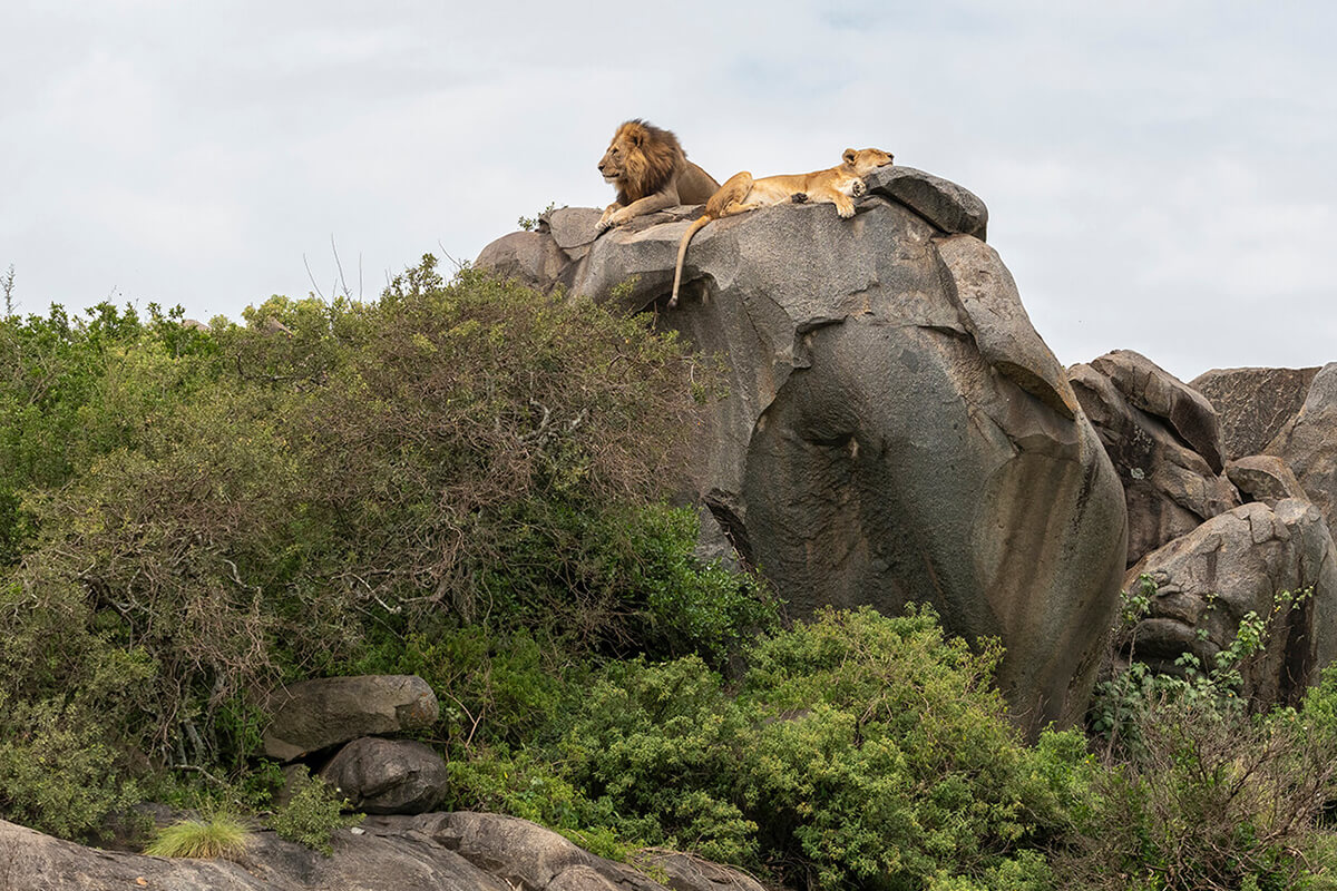 paesaggi di due leoni nel Serengeti