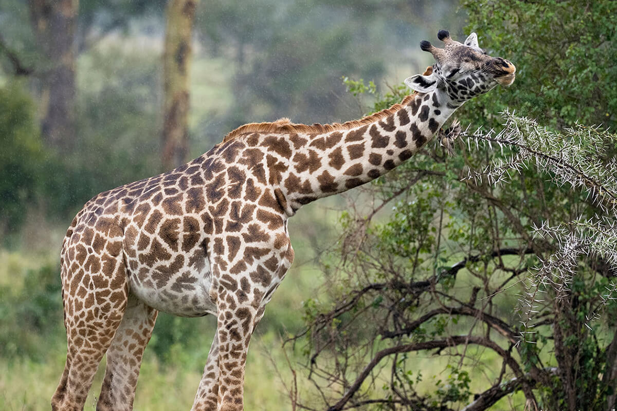 una giraffa durante un safari con una delle migliori agenzie per viaggiare in Tanzania
