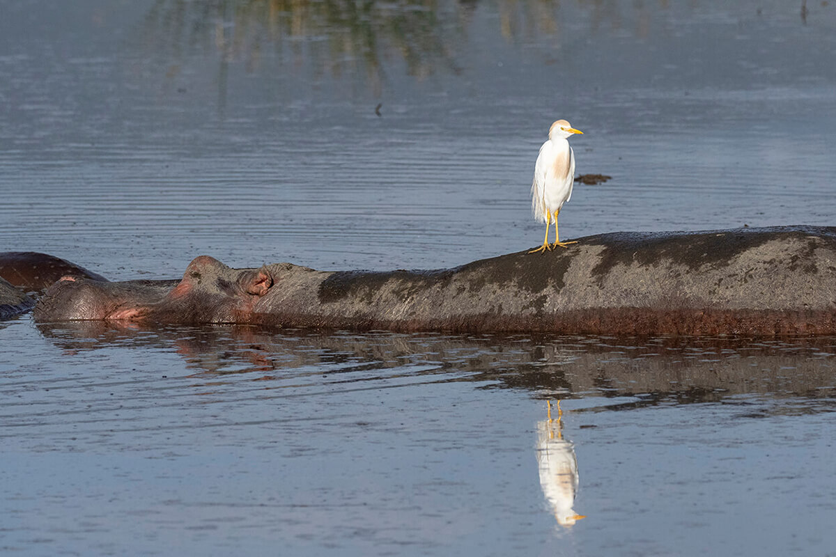scene tranquille all'interno del cratere di Ngorongoro